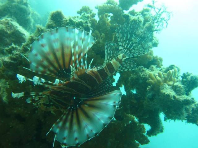 1964832_640773702626713_69245329_n